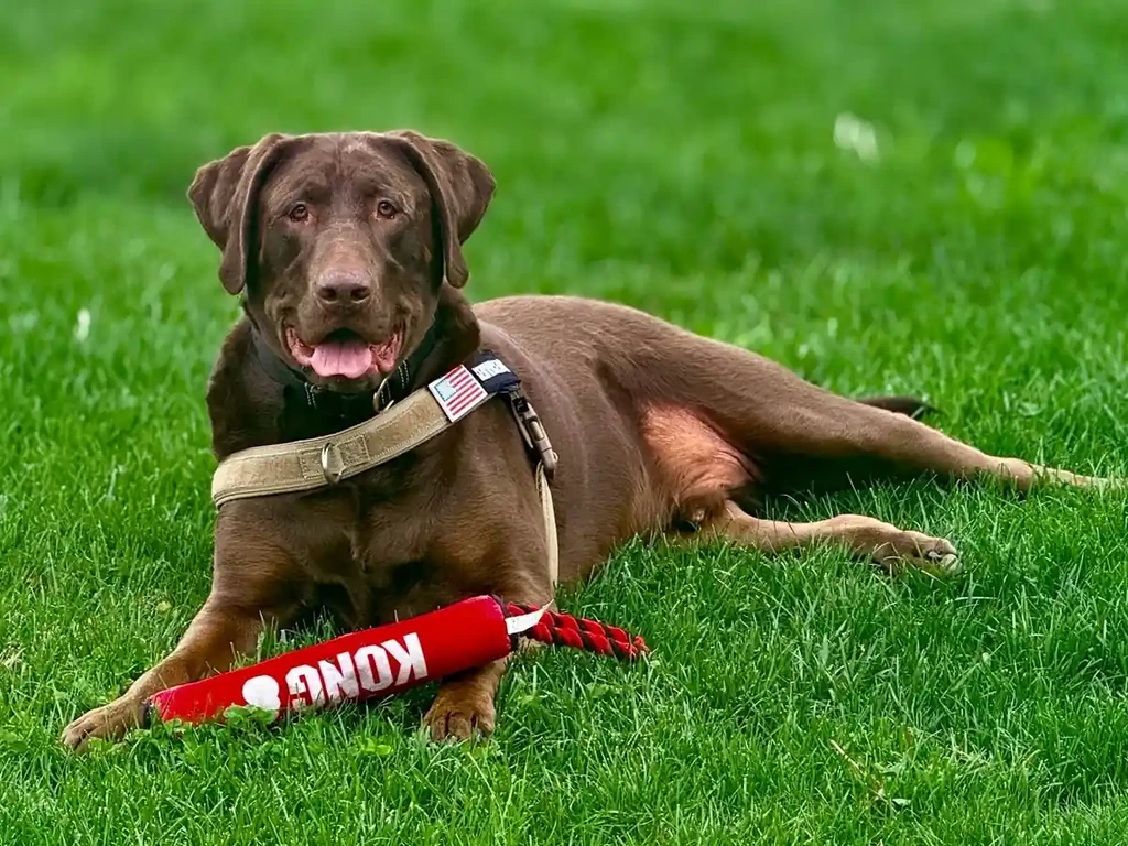 Featured image for What My Dog Taught Me About Starting Over